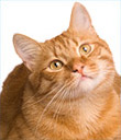 Sponsor a Cat Spay/Neuter